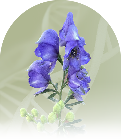 OreM-Berlin-Orthopaedische-regenerative-Medizin-Eisenhut